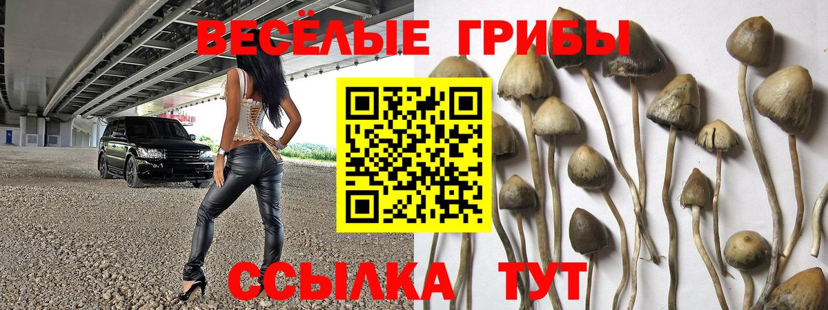 Тихвин  Галлюциногенные грибы Cubensis  Вход с VPN  Псилоцибиновые грибы ЛСД 